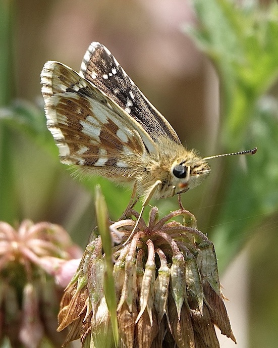 carline skipper